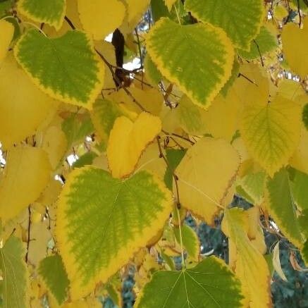 Tilia americana Hostoa