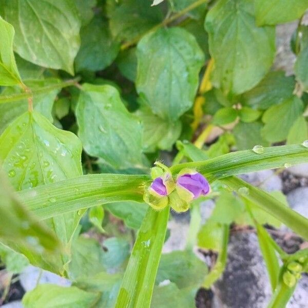 Tradescantia virginiana Kukka