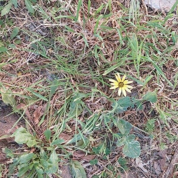 Arctotheca calendula Blomst