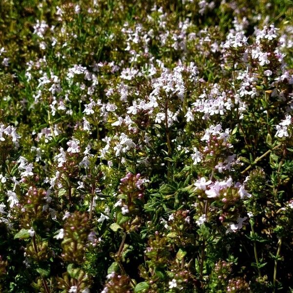 Thymus vulgaris Hábito