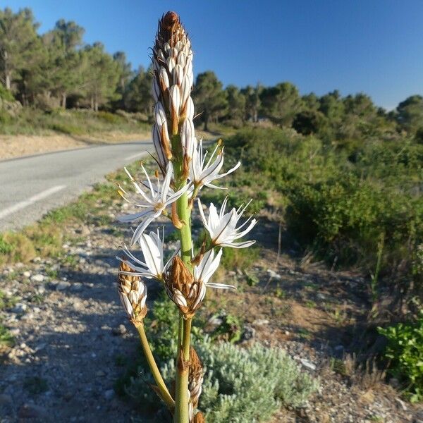 Asphodelus macrocarpus Цветок