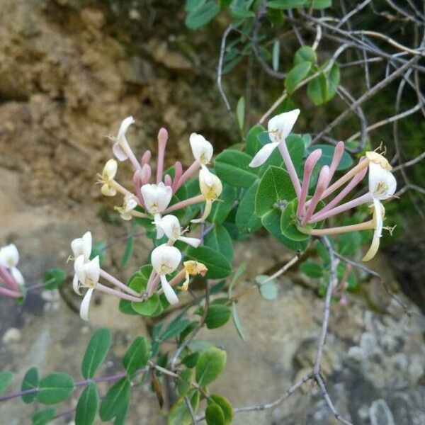 Lonicera implexa Blüte