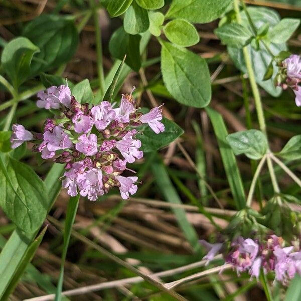 Origanum vulgare Virág