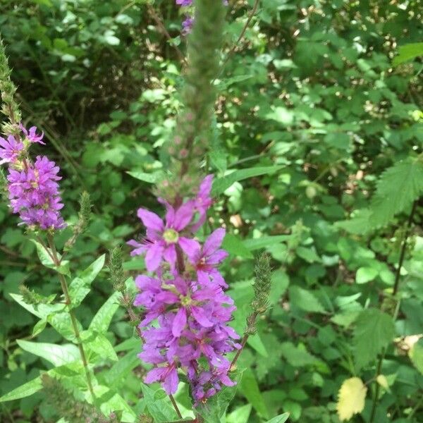 Lythrum salicaria Flower