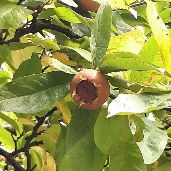 Crataegus germanica Fruit