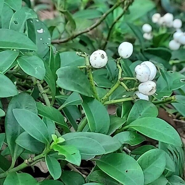 Psychotria serpens ᱥᱟᱠᱟᱢ