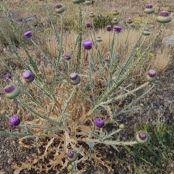 Onopordum leptolepis Plante entière