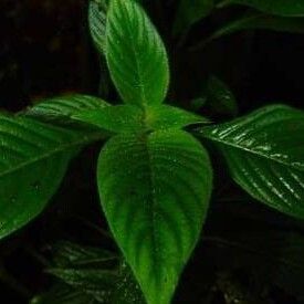 Pentas lanceolata Leaf