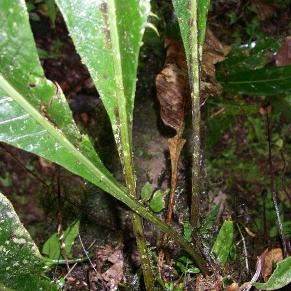 Campyloneurum brevifolium Rusca