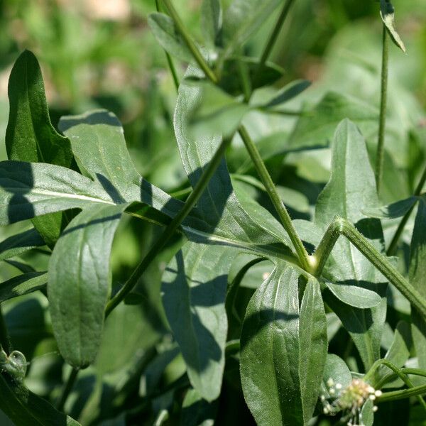 Centaurea scabiosa Leaf