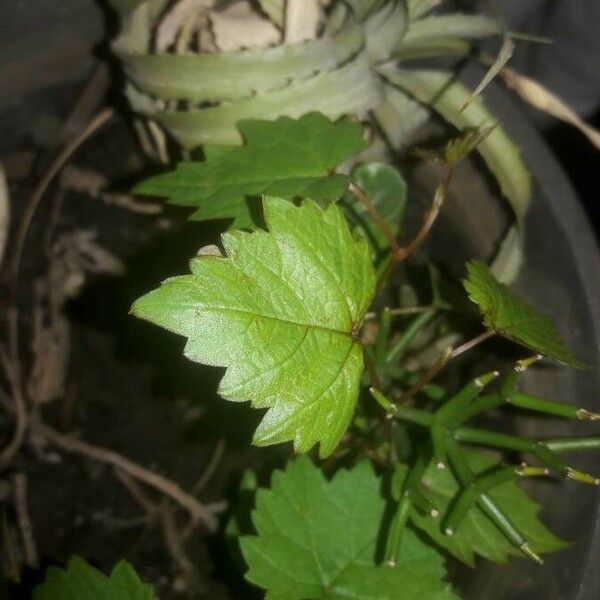 Vitis rotundifolia Plod