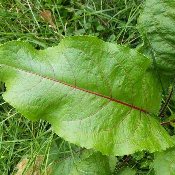 Rumex obtusifolius List