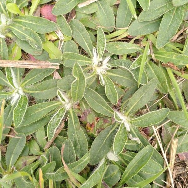 Pilosella officinarum Feuille