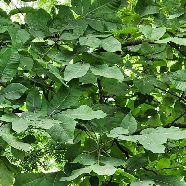 Carya ovata Fuelha