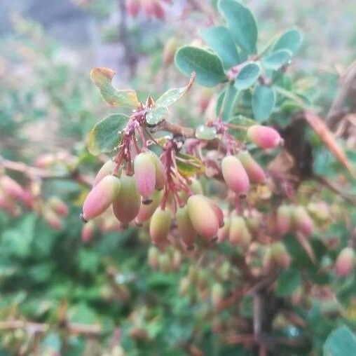 Berberis aetnensis Flor