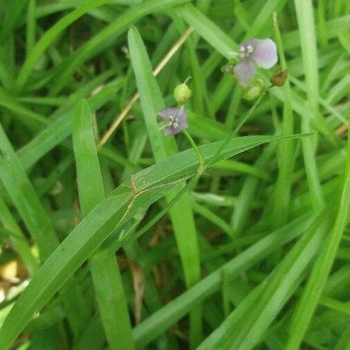 Murdannia nudiflora Habitat