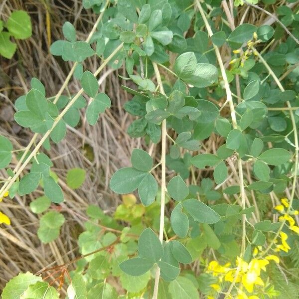 Cytisus nigricans Frunză