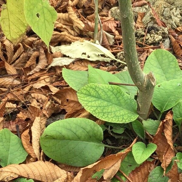 Solanum mauritianum Folha