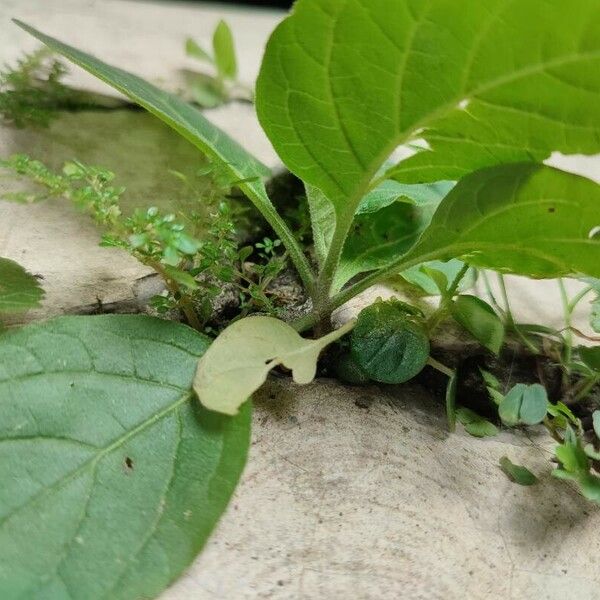 Nicotiana rustica Ліст