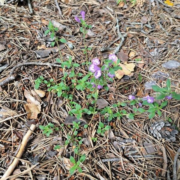 Clinopodium acinos Habitat