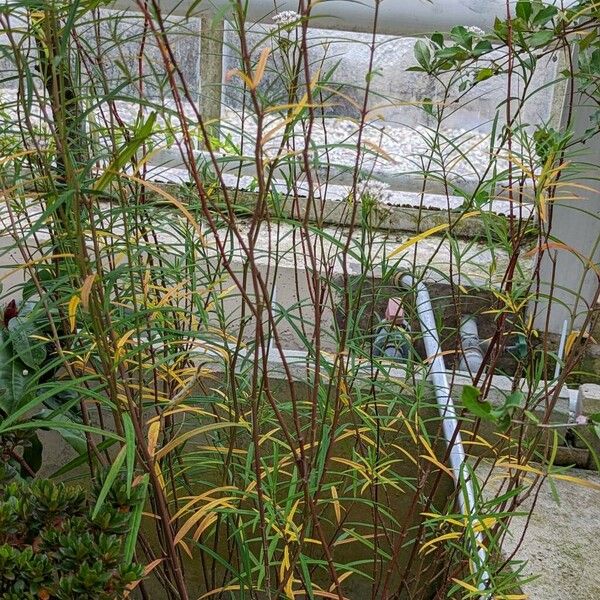 Asclepias angustifolia Tervik taim