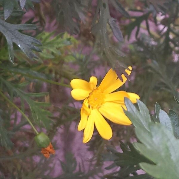 Euryops pectinatus Kwiat