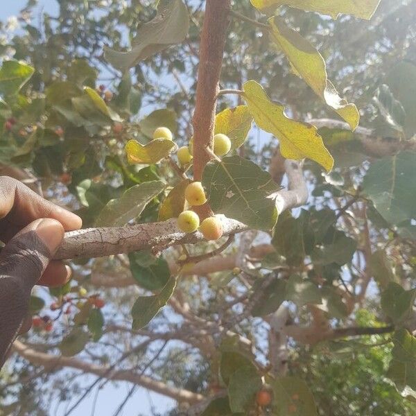 Ficus glumosa বাকল