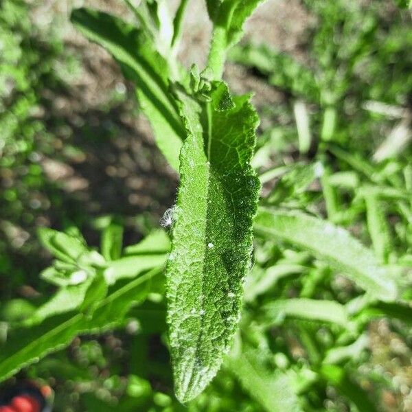 Eupatorium perfoliatum List