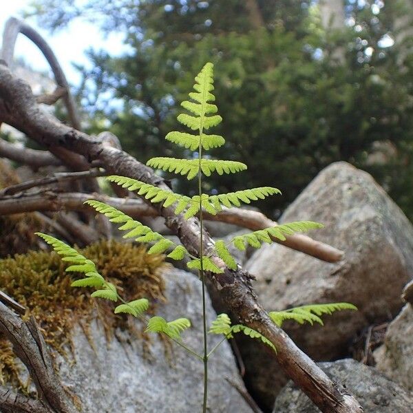 Gymnocarpium dryopteris Habitus