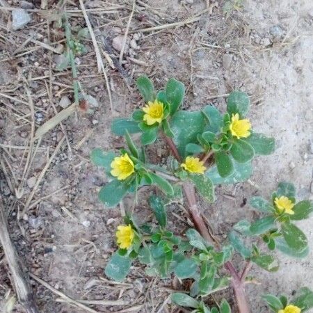Portulaca oleracea Kukka
