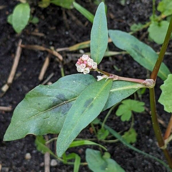 Persicaria maculosa Blomst