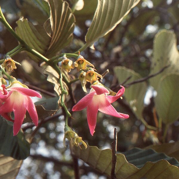 Dipterocarpus obtusifolius Fleur