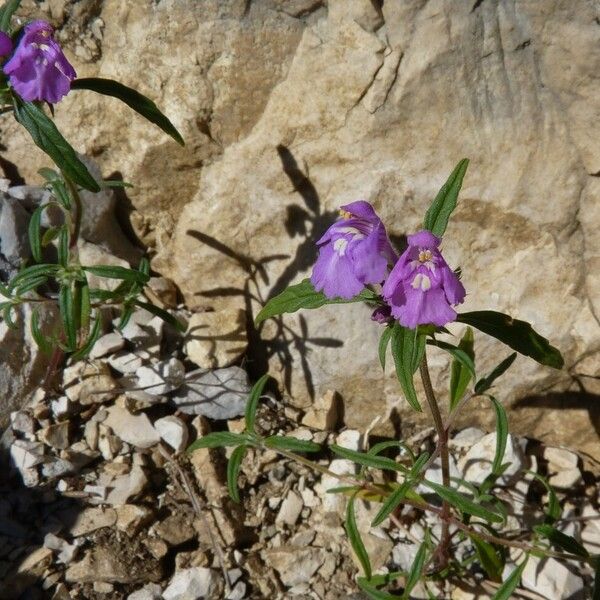 Galeopsis angustifolia Plante entière