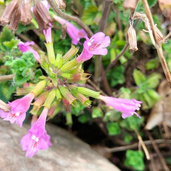 Clinopodium grandiflorum 花