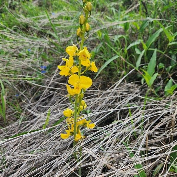 Eulophia speciosa অভ্যাস