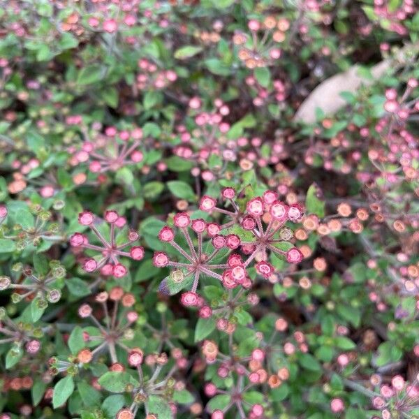 Pomax umbellata Flower