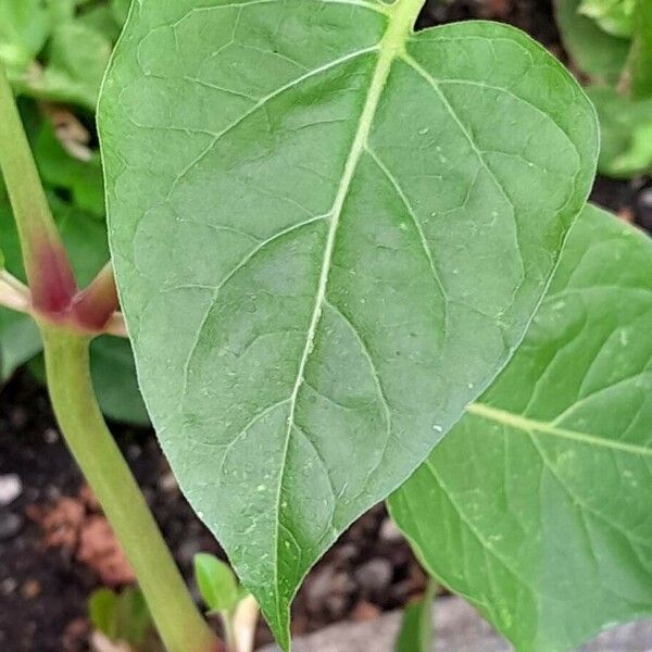 Mirabilis jalapa Leht