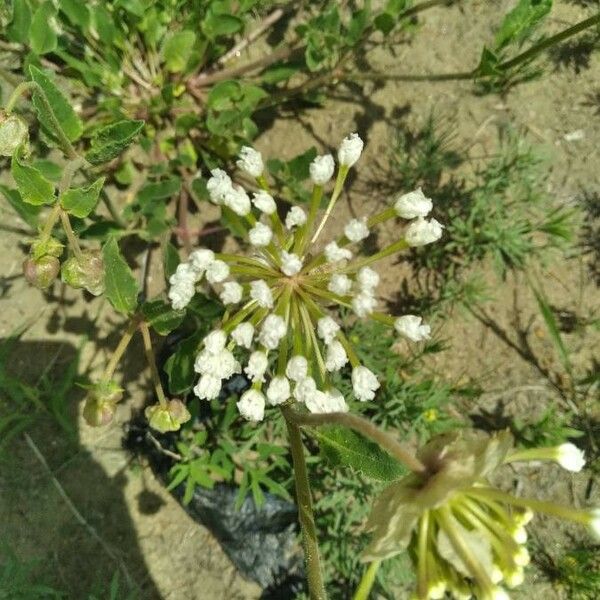 Abronia fragrans Flower