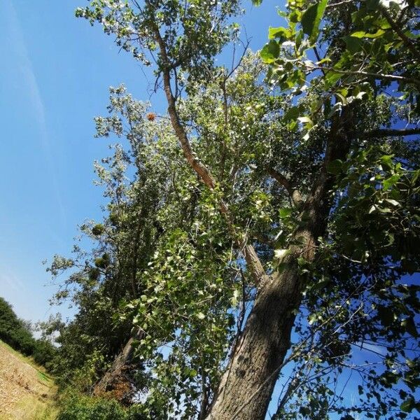 Populus nigra Hàbitat