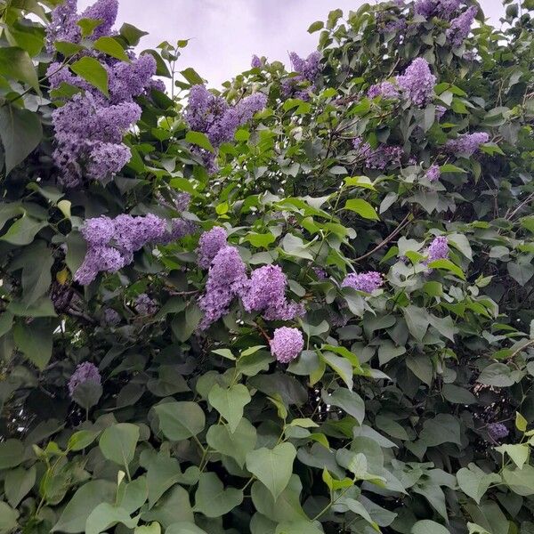 Syringa vulgaris आदत