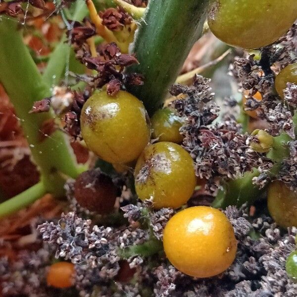 Chamaerops humilis Fruit