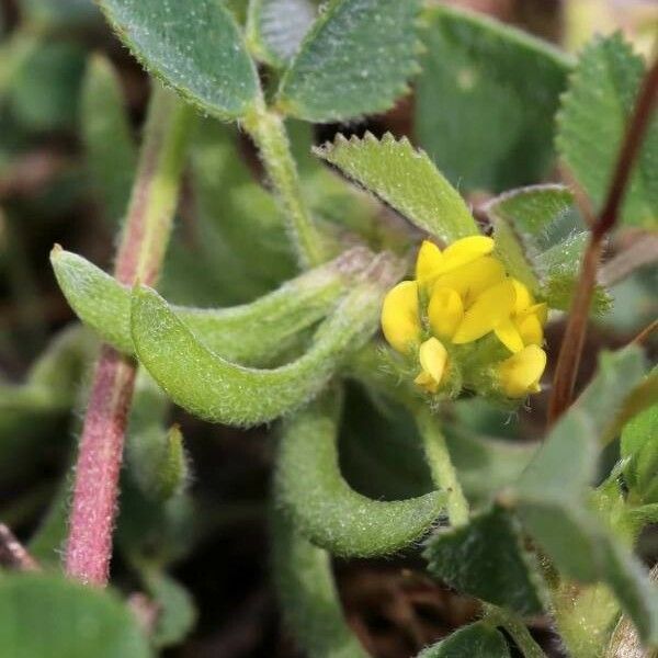 Medicago monspeliaca Fiore