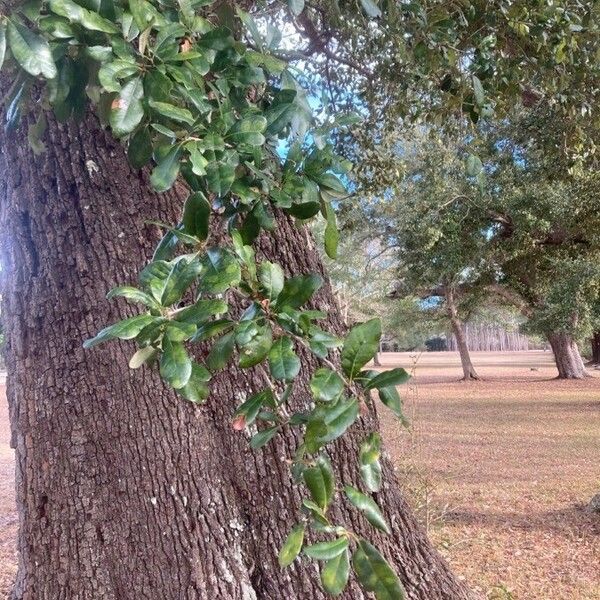 Quercus virginiana ഇല