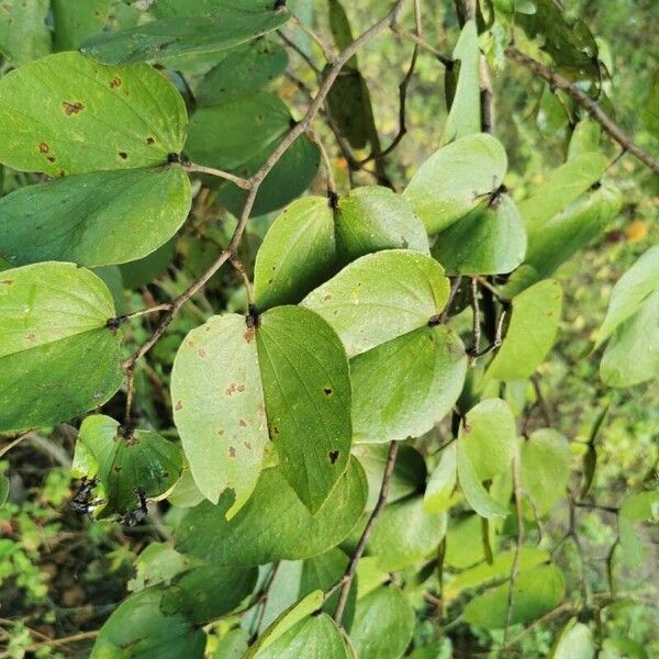 Piliostigma thonningii Folla