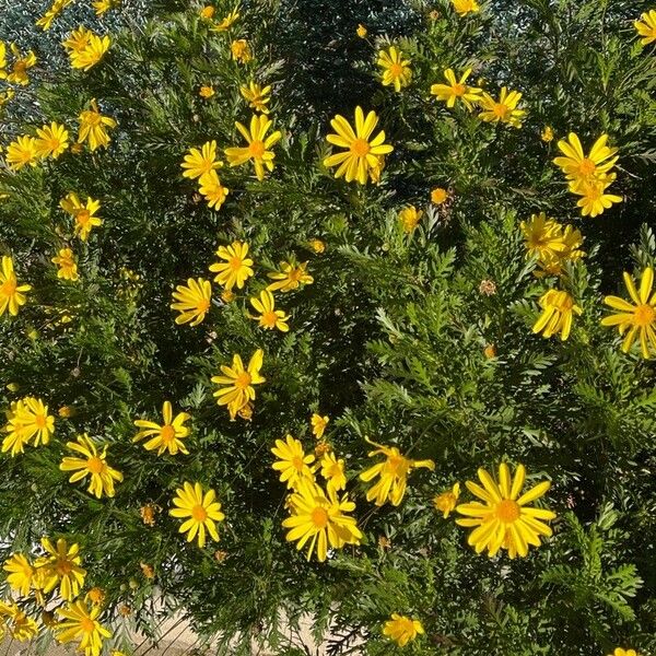 Euryops pectinatus Flower