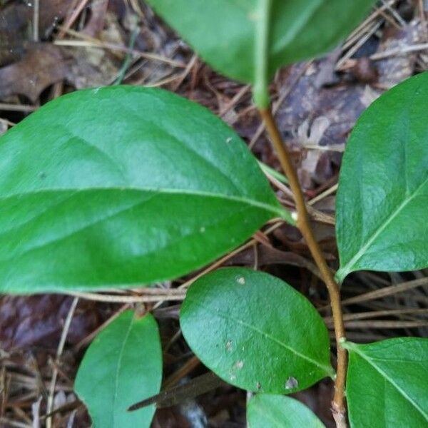 Lyonia mariana Corteza