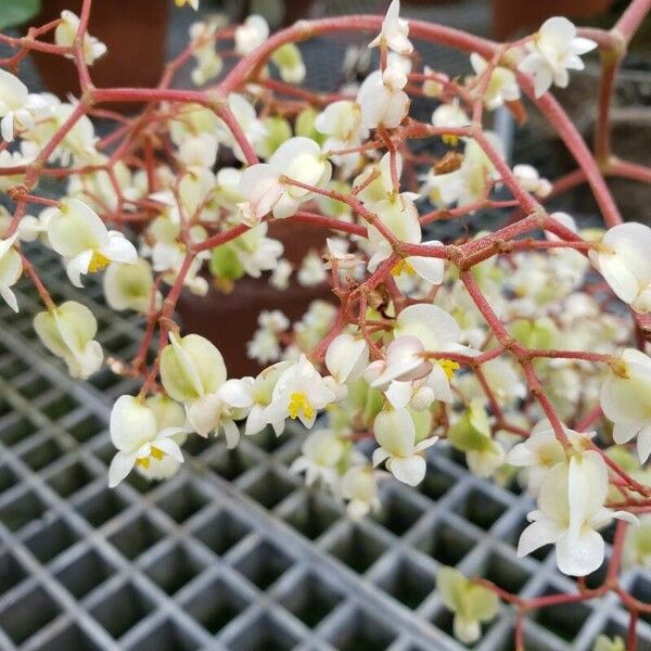 Begonia pernambucensis Kukka