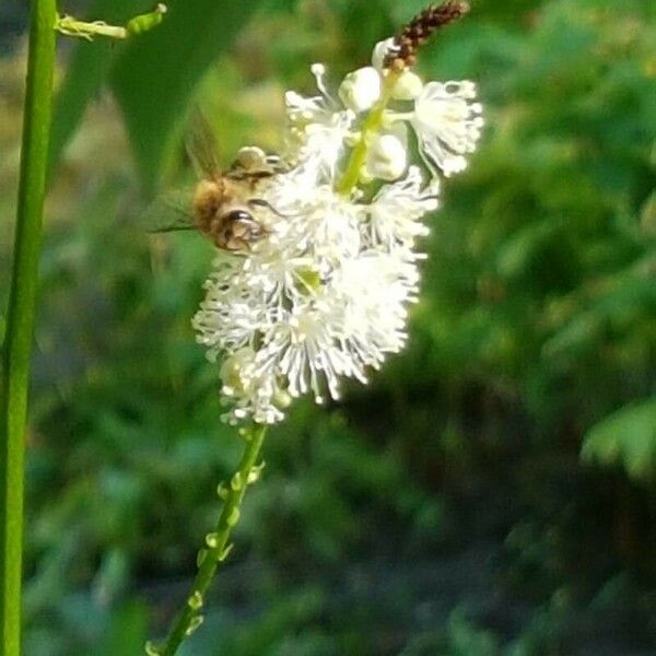 Actaea racemosa Květ