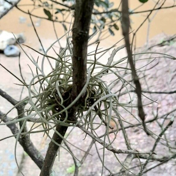 Tillandsia recurvata Habit