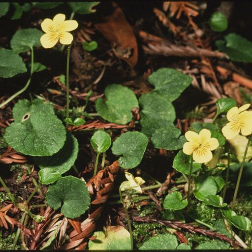 Viola sempervirens Habitus